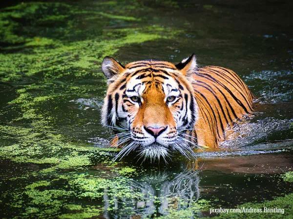 Bandhavgarh