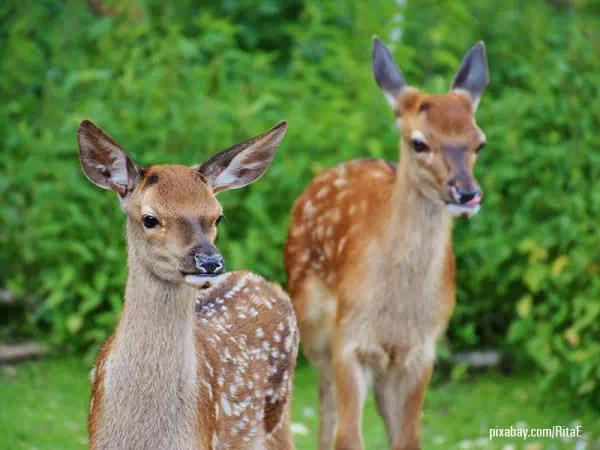 Nagarhole