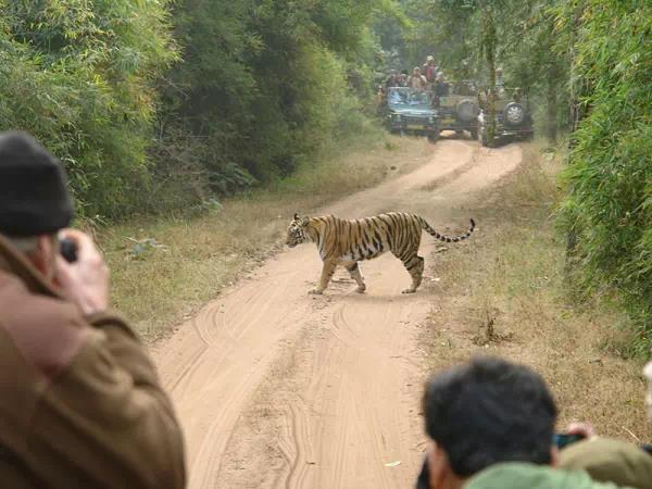 Ranthambore